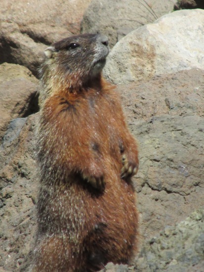 A Montana Marmot. 