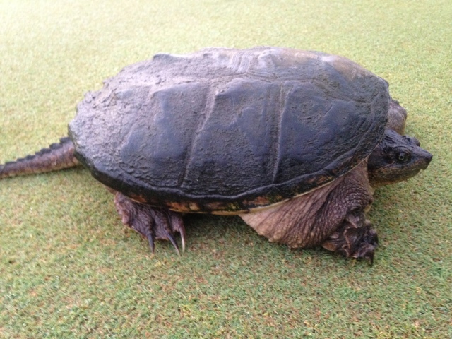 Old Snapping Turtle